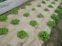 Biogarten Ecco-Krepp 90 cm breit 20 m lang